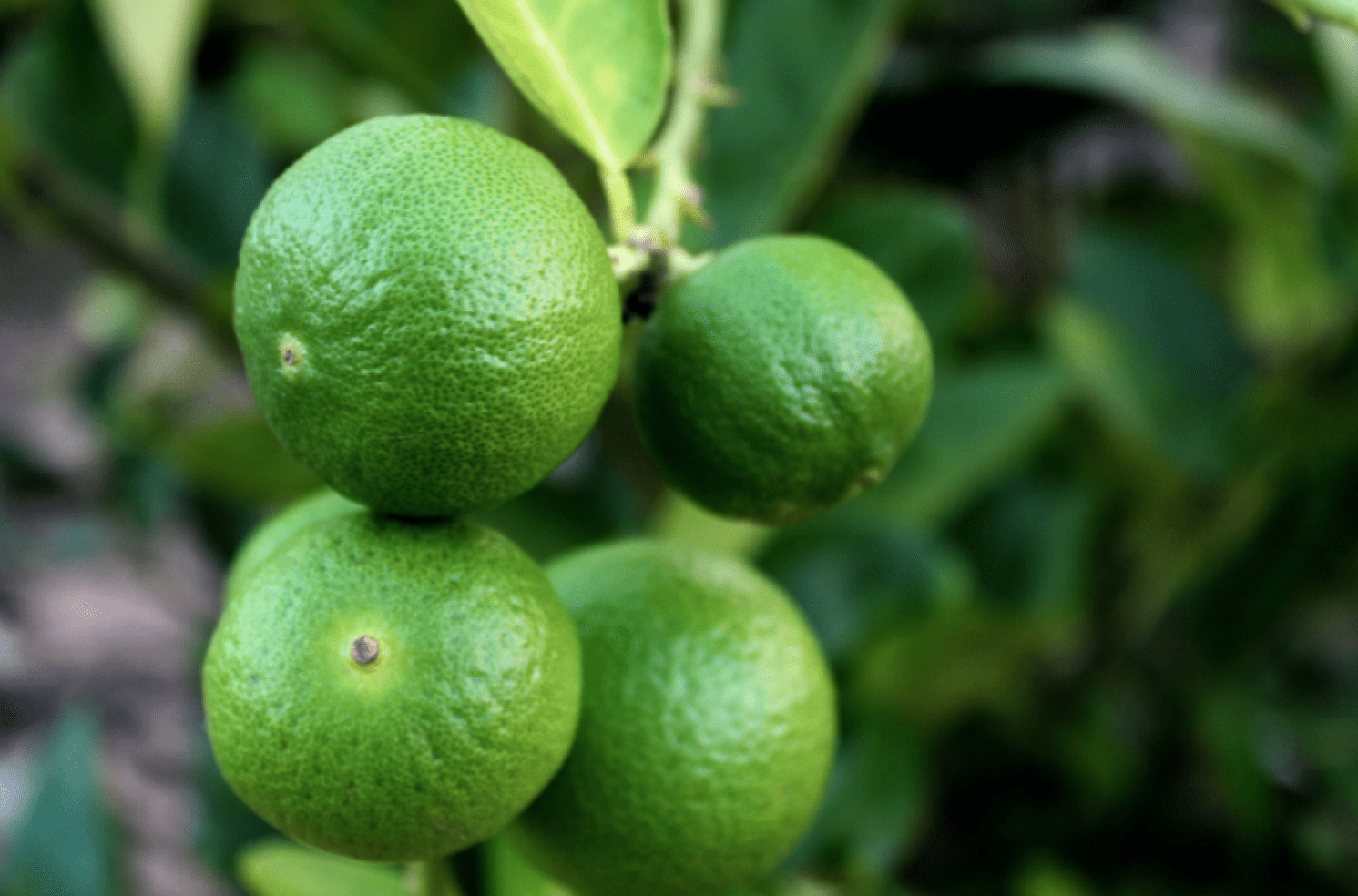 Lime Biologici