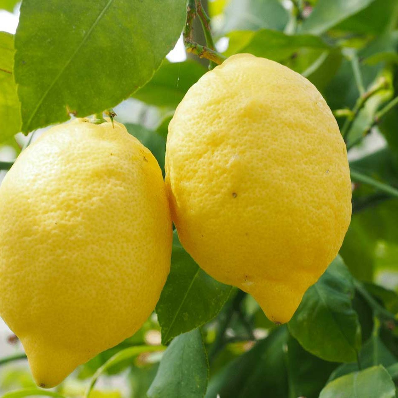 Limoni Siciliani Biologici Vendita Online Azienda Agricola Canalotto