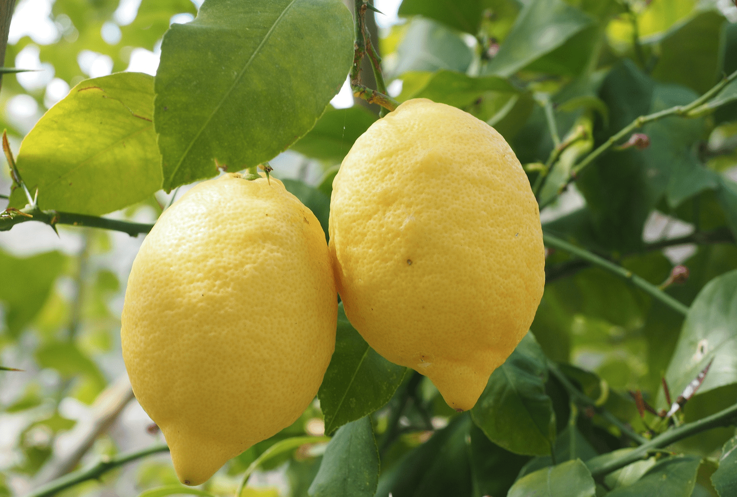 Citron Blanc Zagara Bio de Sicile