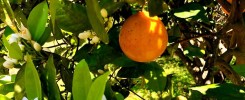 Differenza tra Arance Valencia e Arance Navelina Biologiche Siciliane