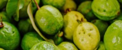 Guava Frutto Tropicale Medicinale
